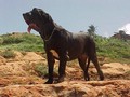 In Memorian - Fila Brasileiro Filhotes - Canil Singular - Filhotes Extras